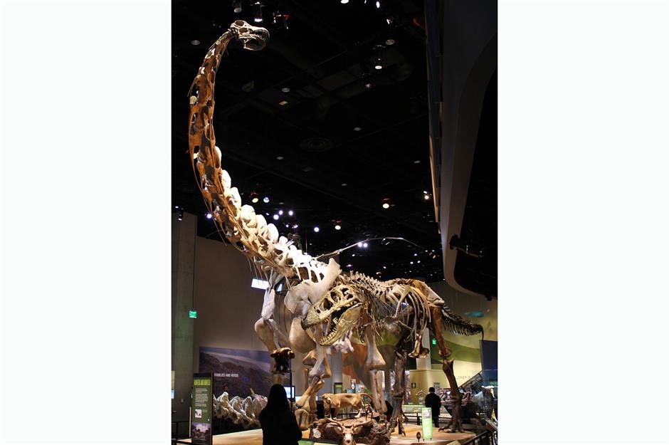 Texas: Alamosaurus, Big Bend National Park
